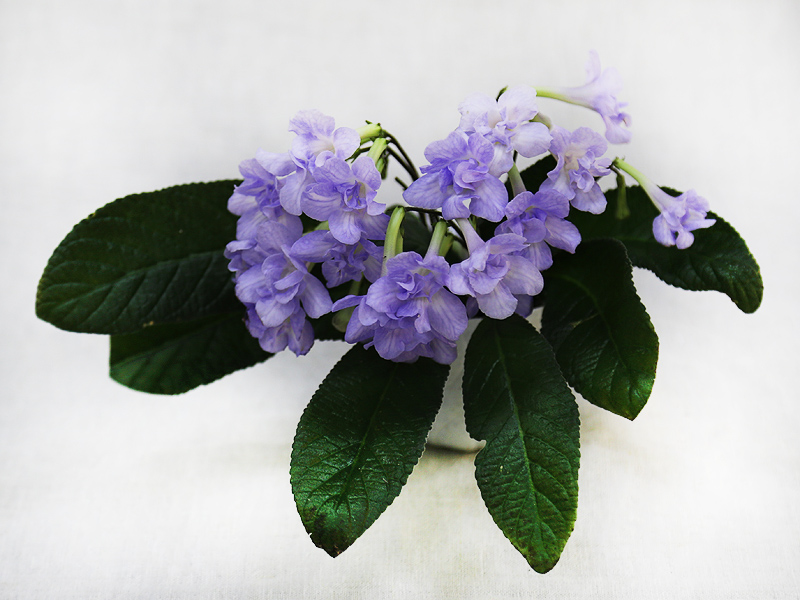 3 — Heartland's Petticoat (D.Martens). Колл.  Е.Павлова.jpg