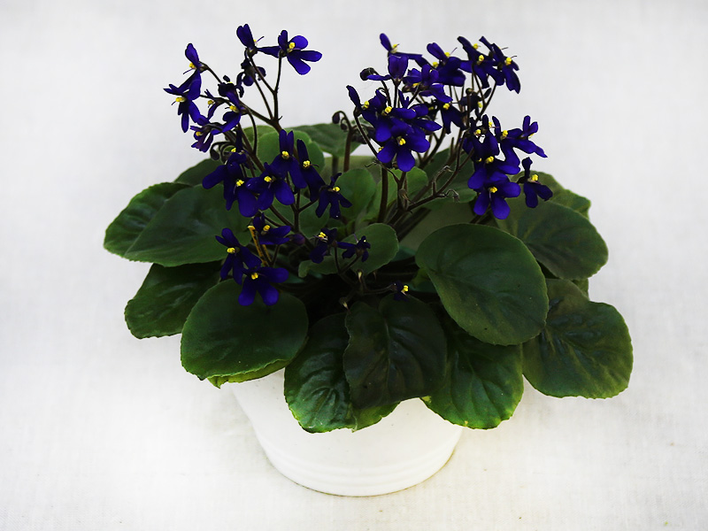 S.Orbicularis var Purpurla.jpg
