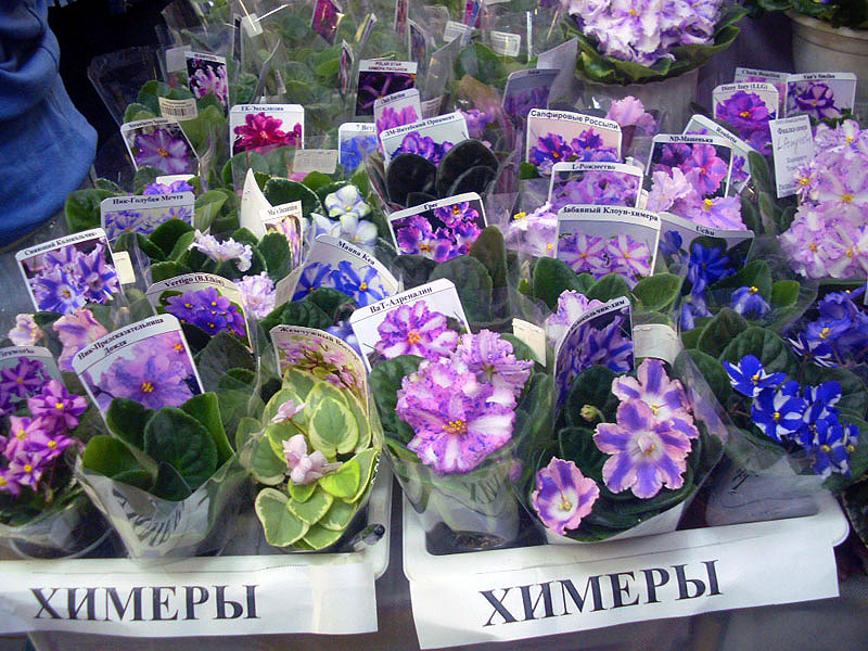 Химеры1.jpg