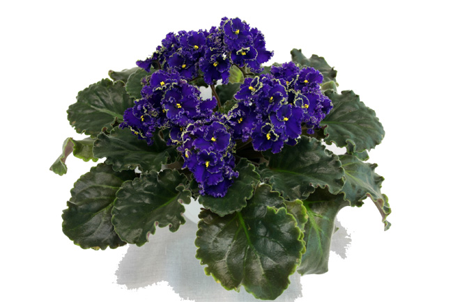 1 место  и &amp;quot;Best in show&amp;quot;  лучшая фиалка выставки Purple Lace ( Volkmann) коллекционер  Е.Плессер