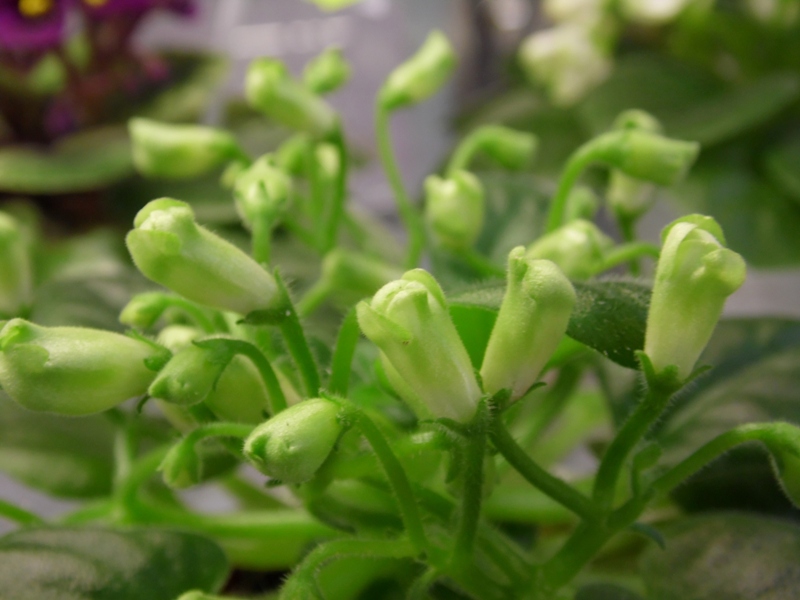 SAM_5165 Emerald Bell.JPG