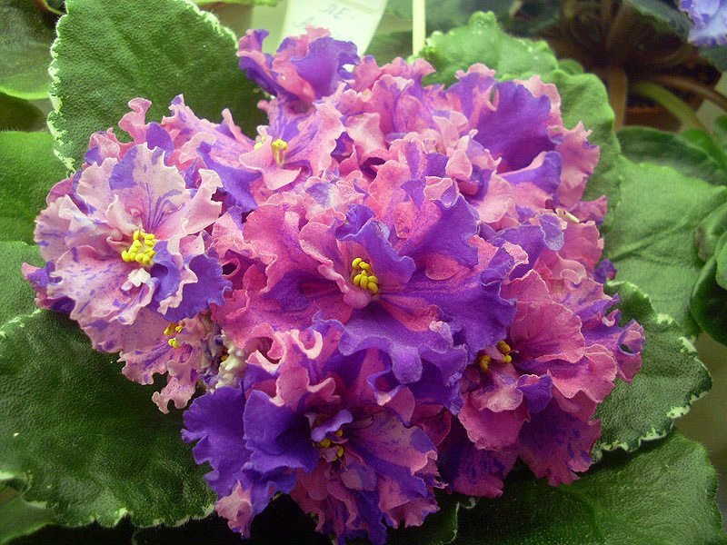 ЛЕ-Астрея Стуленкова.jpg