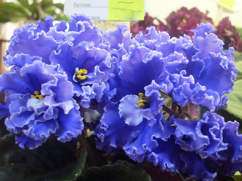 ЕК-Синий Иней Петрова. Е..jpg