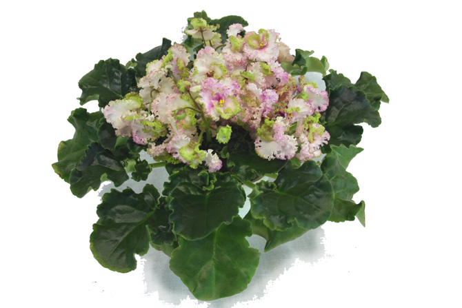 ле-зелёная роза.jpg