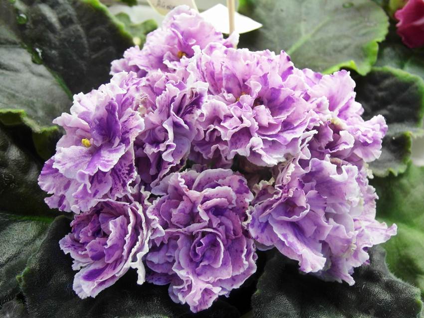 ЛЕ-Айседора. Стуленкова.JPG
