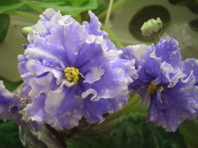 CIMG0102.jpg