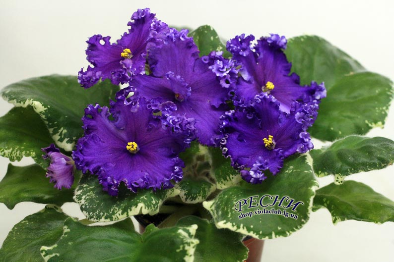 IMG_6200 копия.jpg