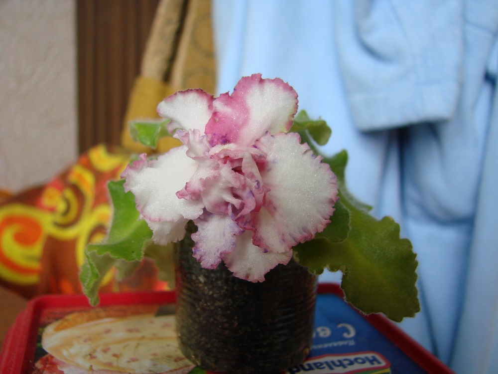 DSC07433.JPG