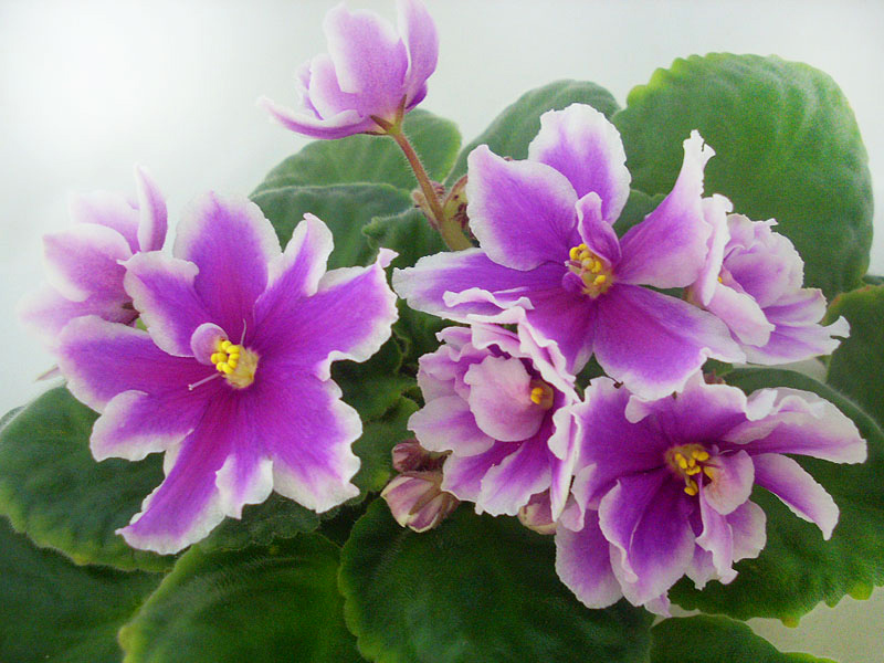 ЛЕ-Фуксиевая Балерина.jpg