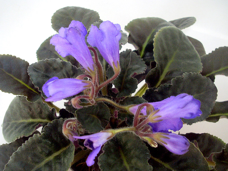 Senk's Big Bells.jpg