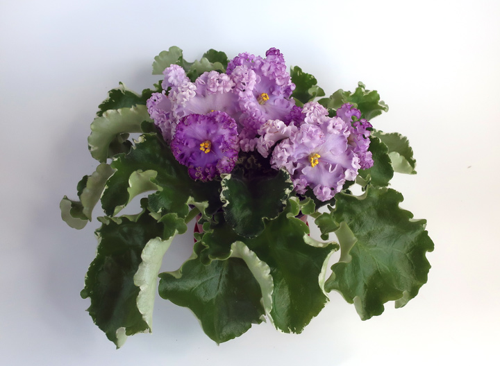 НК-Дюк-де-Ришелье.jpg
