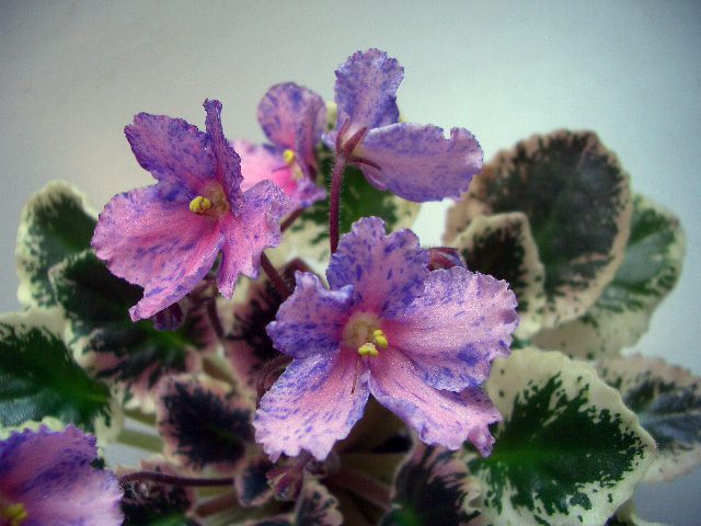 CIMG0850.JPG