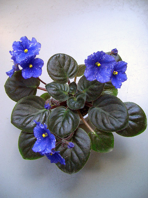 CIMG0831.JPG
