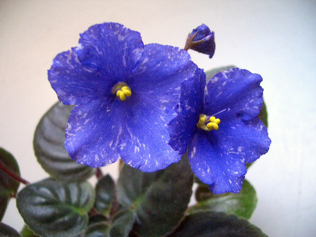 CIMG0833.JPG