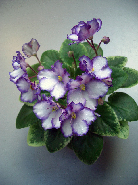 CIMG0819.JPG