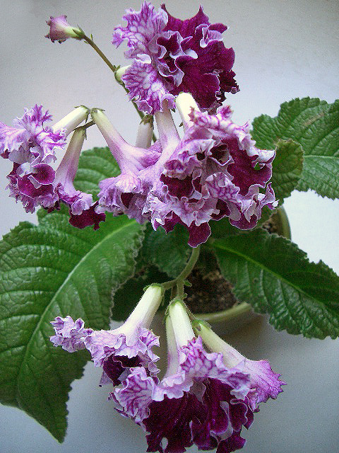 CIMG0853.JPG