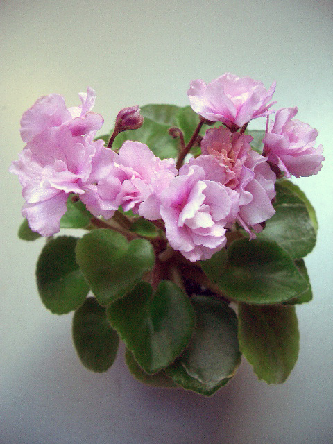 CIMG0814.JPG