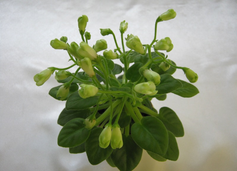 Emerald Bell.JPG