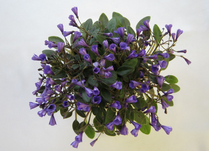 Vallarta Campanas Moradas.JPG