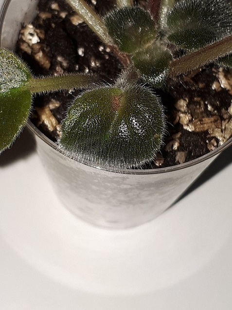 20180619_160601.jpg