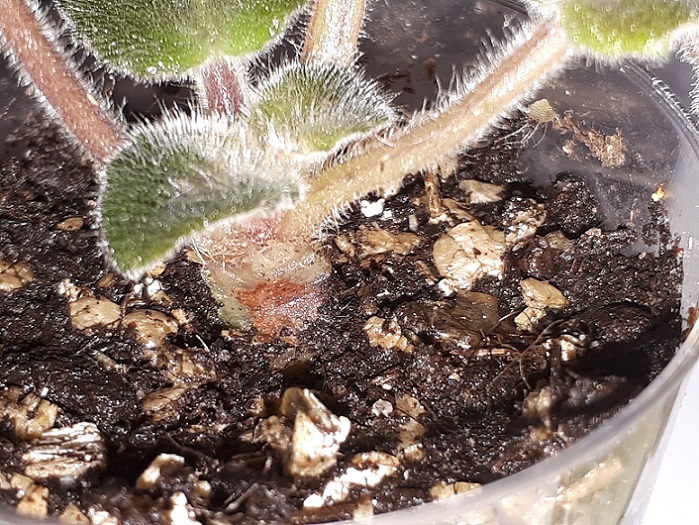 20180619_170236.jpg