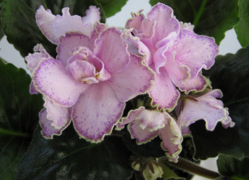 ПТ-Арина.JPG