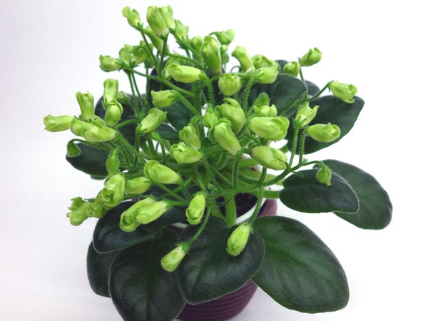 Emerald Bell.jpg