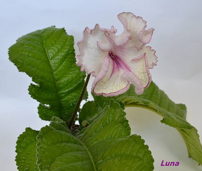 Luna 1.JPG