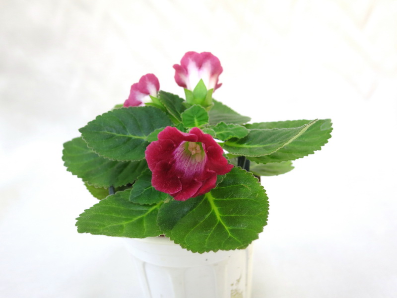 Gloxinia speciosa Цвет-Мак Малютка (Е.Савелова)  Е.Морозова.JPG