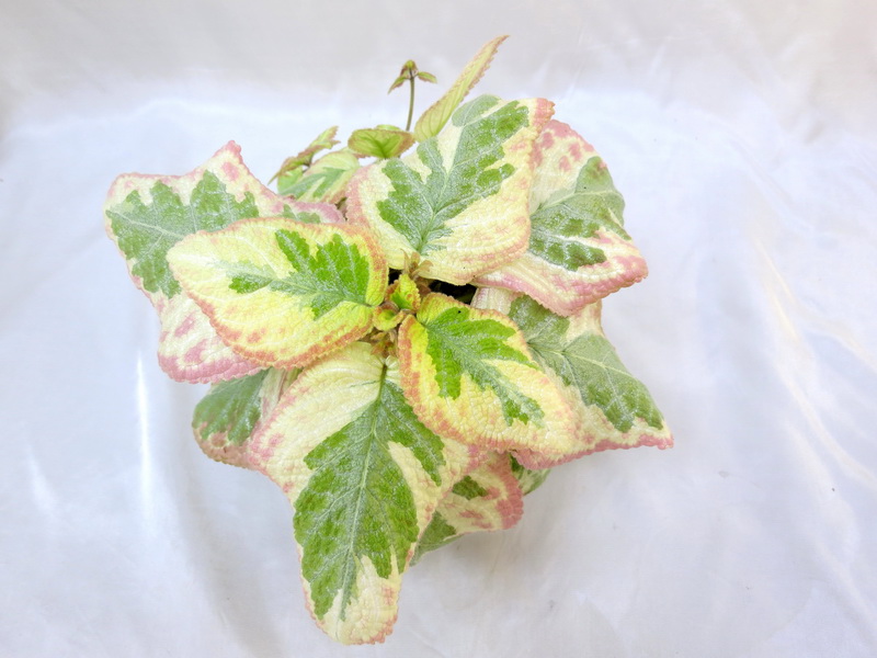 Episcia Unpredictable Valley (Thomas)  Е.Пименова.JPG