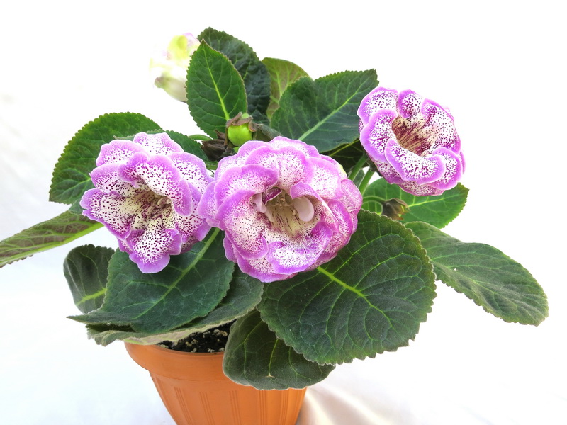 Gloxinia speciosa НТ-Саломея (Н.Ткаченко)  И.Киселева.JPG