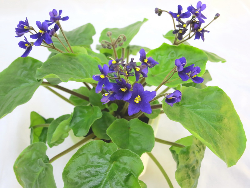 S. ionanthus subsp. Orbicularis  Е.Пименова.JPG