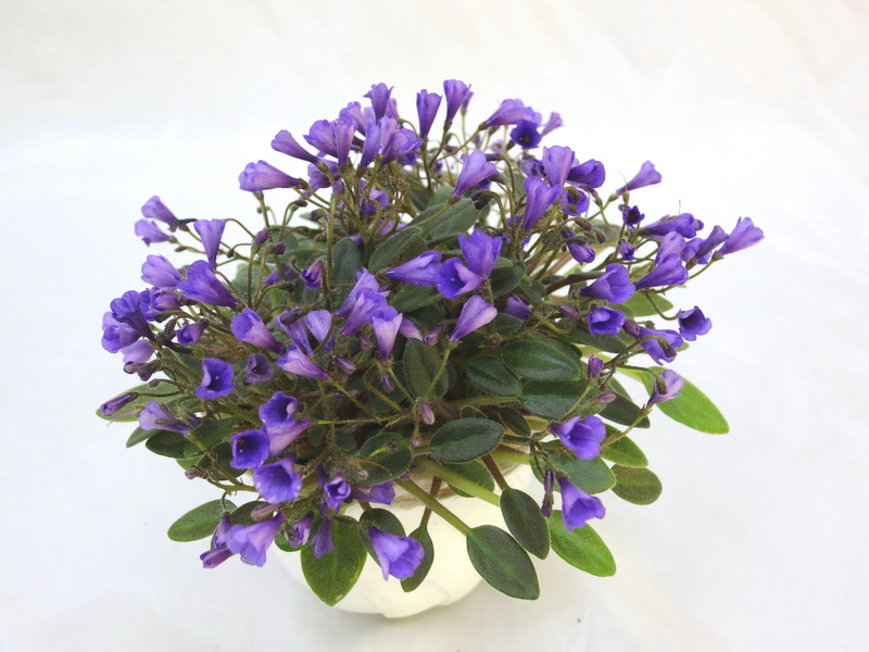 Vallarta Campanas Moradas (G. Beck)  М.Нестерова.JPG