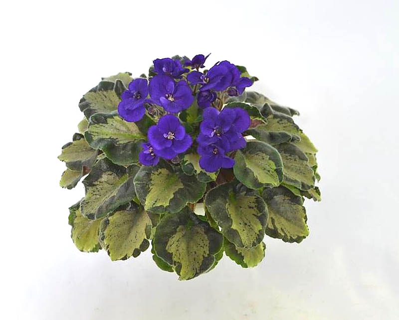 Harmony's Little Stinker (Harmony)  И.Киселева.jpg