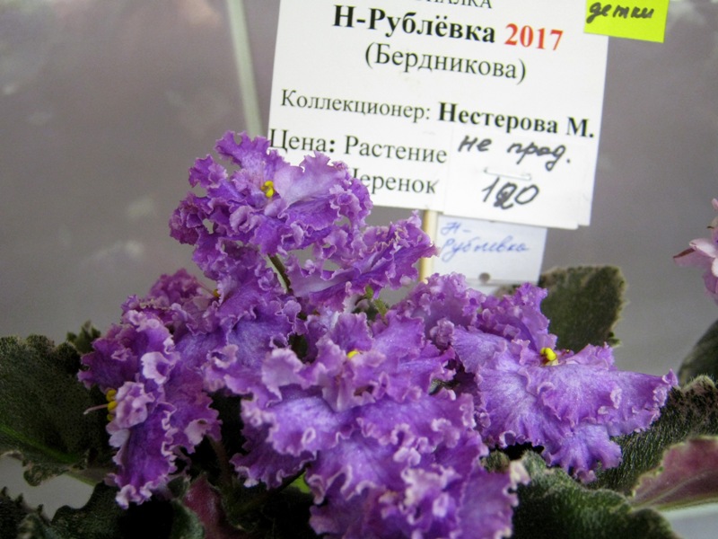 IMG_6463.JPG