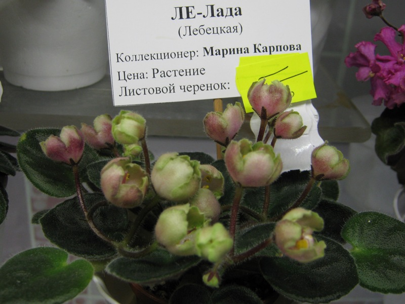 IMG_6474.JPG