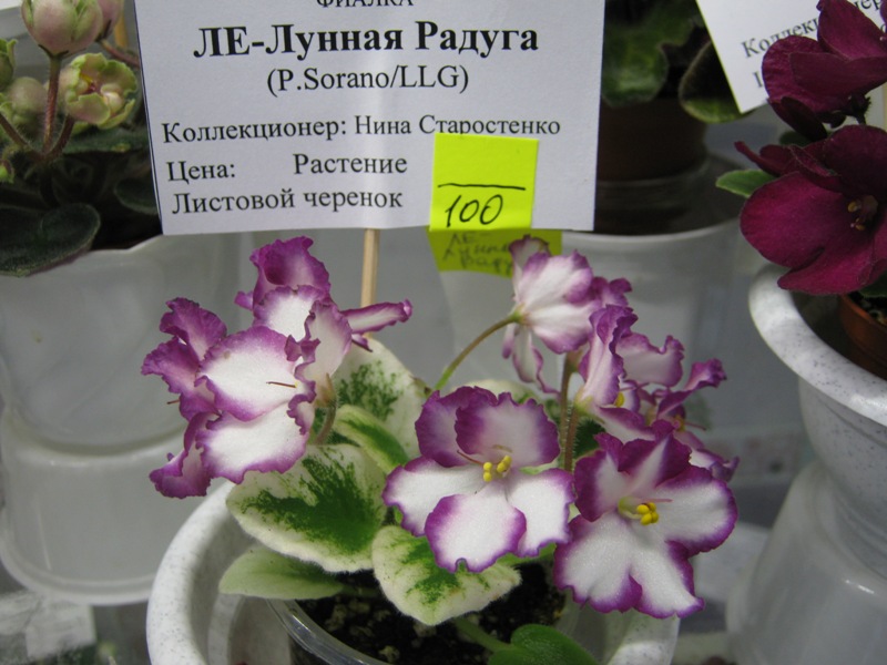 IMG_6478.JPG