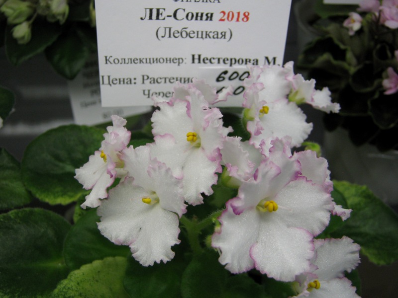 IMG_6489.JPG