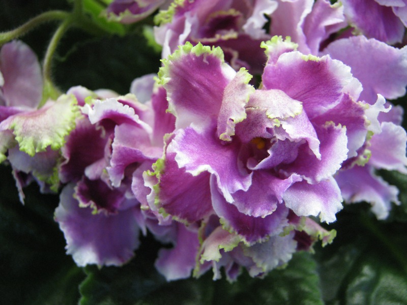 Галицкая РС-Ледяная Роза.JPG