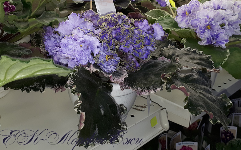 20180622_131604.jpg