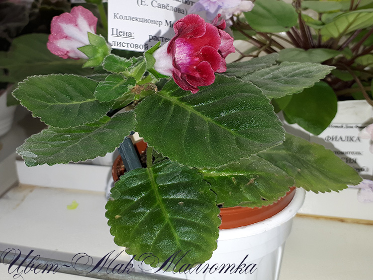 20180622_131633.jpg