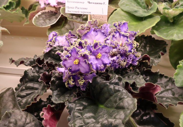 Cajun's-Roual-Heir-(Чегодае.jpg