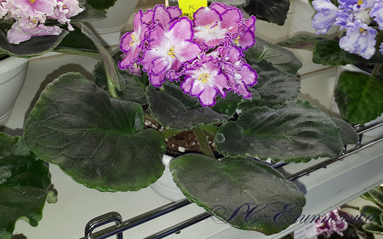 20180622_131911.jpg