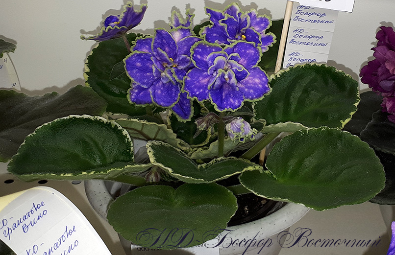 20180622_132547.jpg