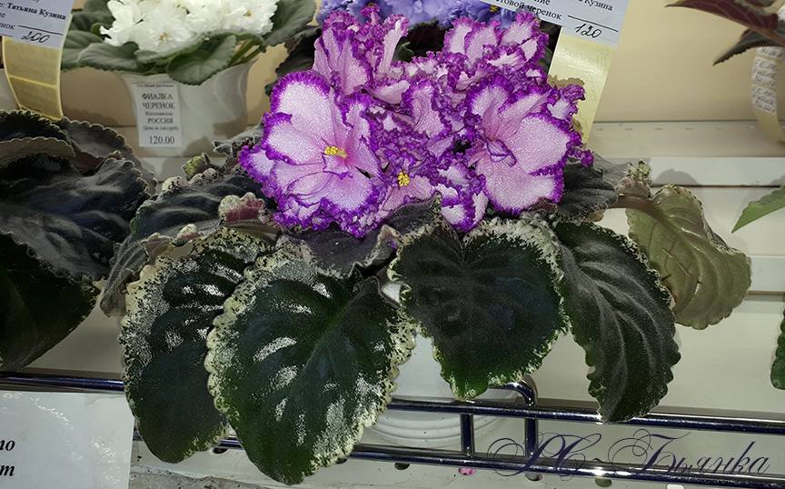 20180622_132745.jpg