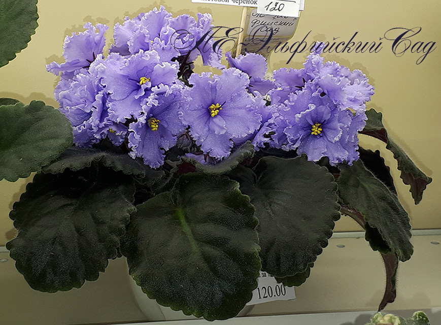 20180622_132806.jpg