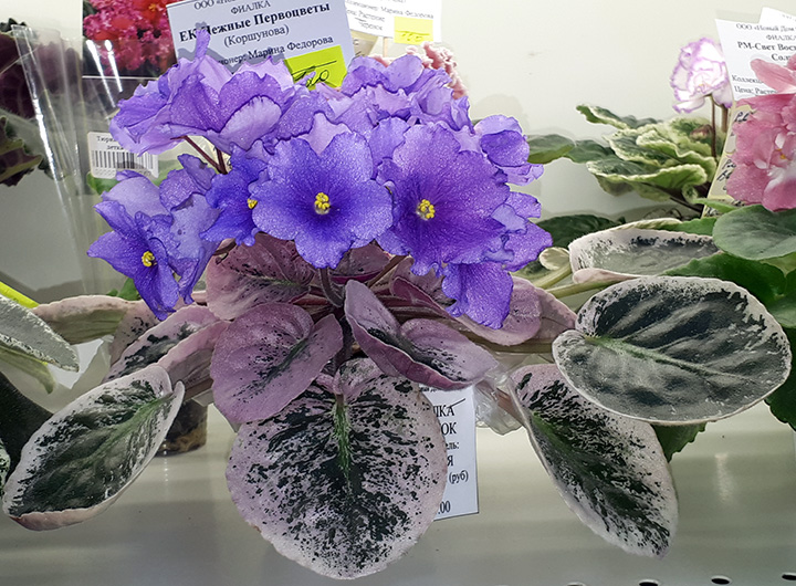 20180622_132917.jpg