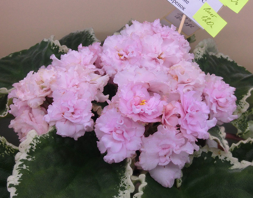 Ma's-Corsage-Чегодаева.jpg