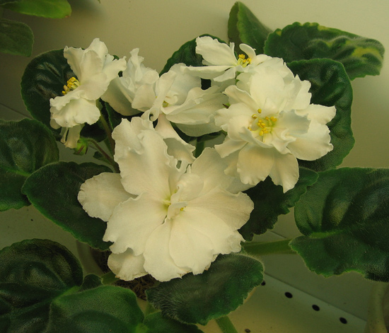Rhapsody-in-White-Polyak.jpg