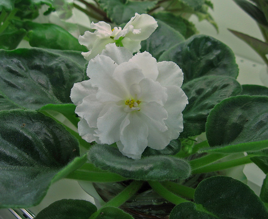 Rhapsody in White от А. Комарова